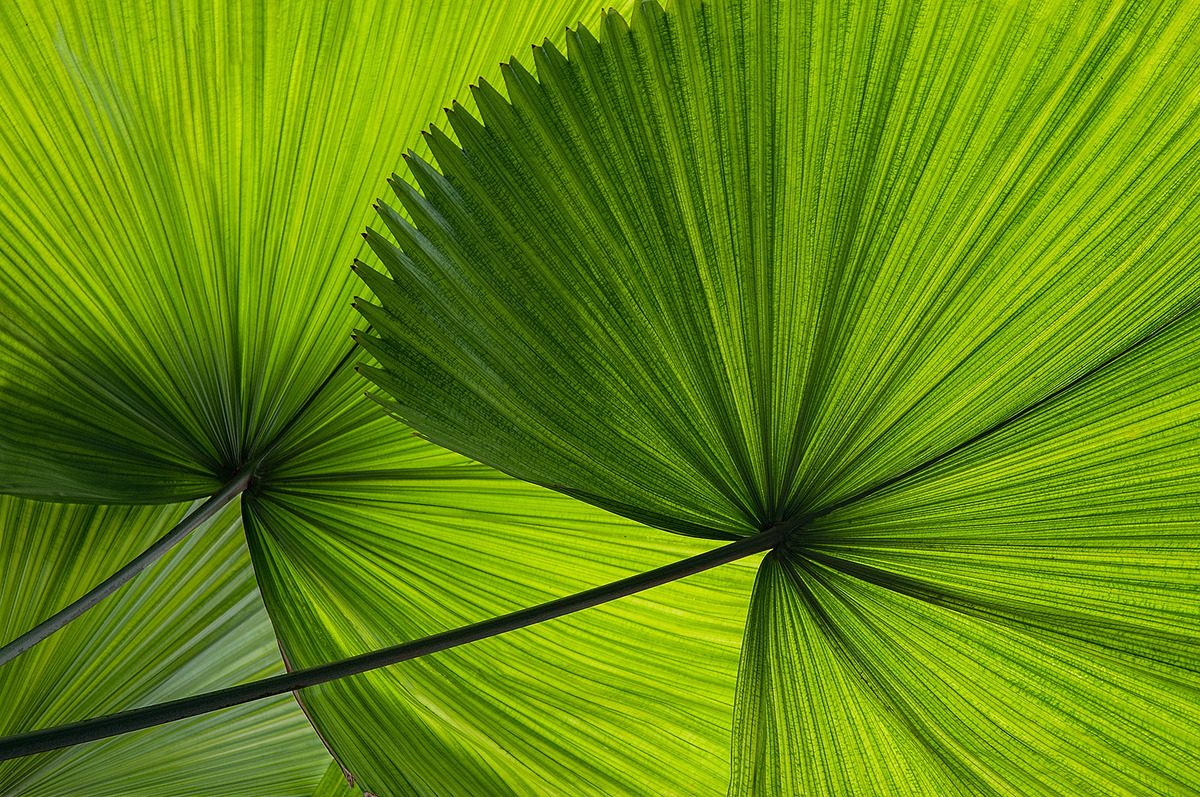 Palm Leaves - Ann Laverock